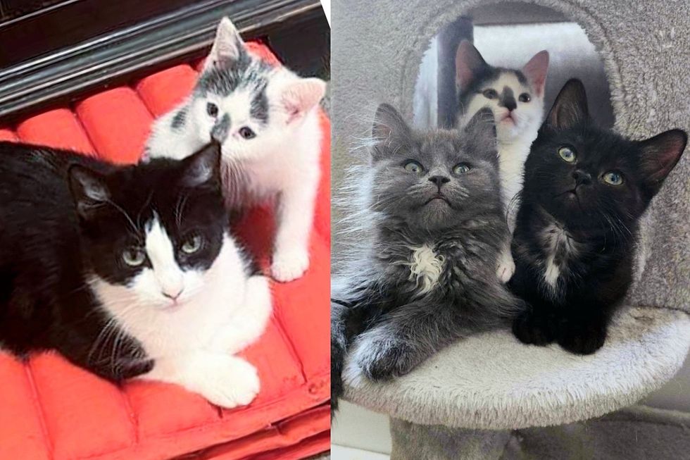 Man Helped Cats After They Lost the Only Place They'd Ever Known, One of Them Had Kittens