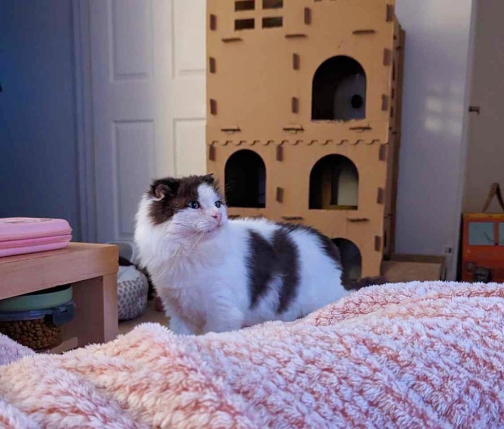 cat exploring house