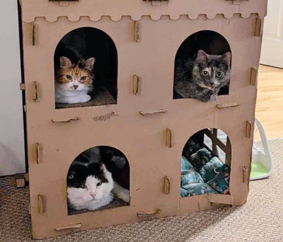 cats cardboard house