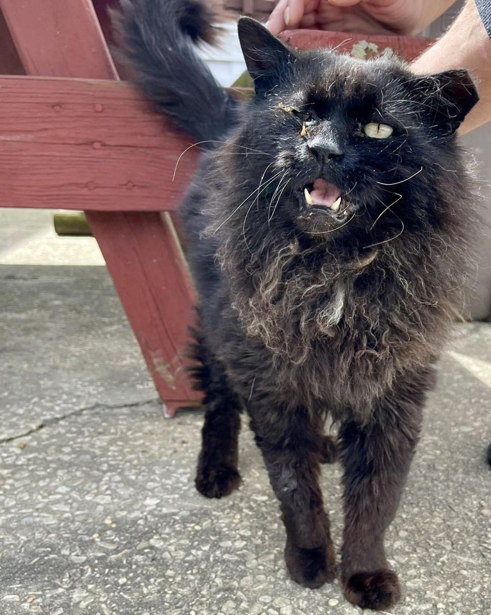 stray feline  meowing