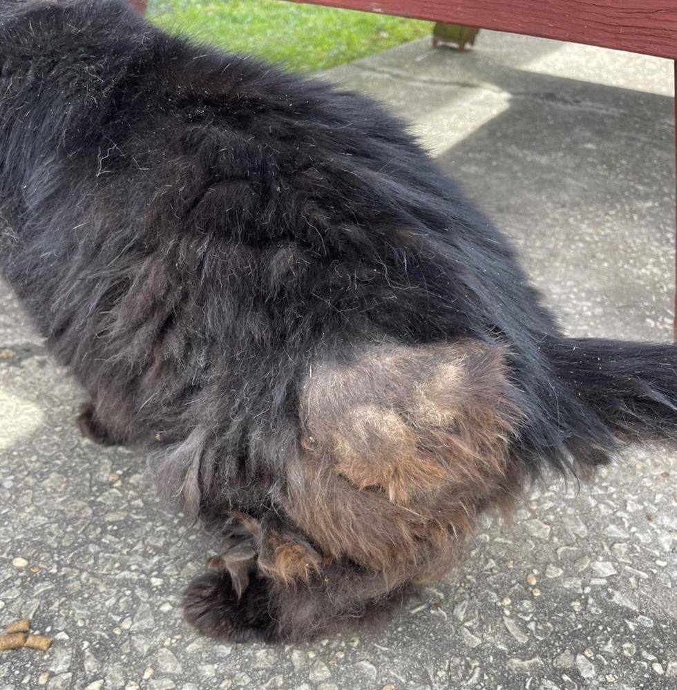 stray feline  matted fur