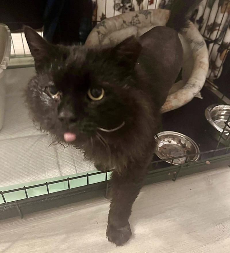 cat foster home tongue