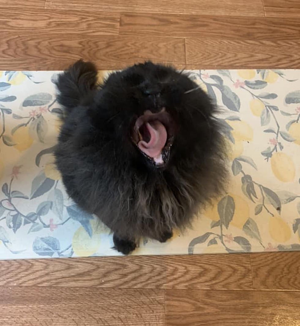 fluffy panther cat roaring