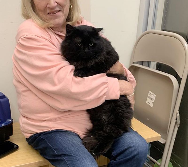 fluffy snuggly cat house panther