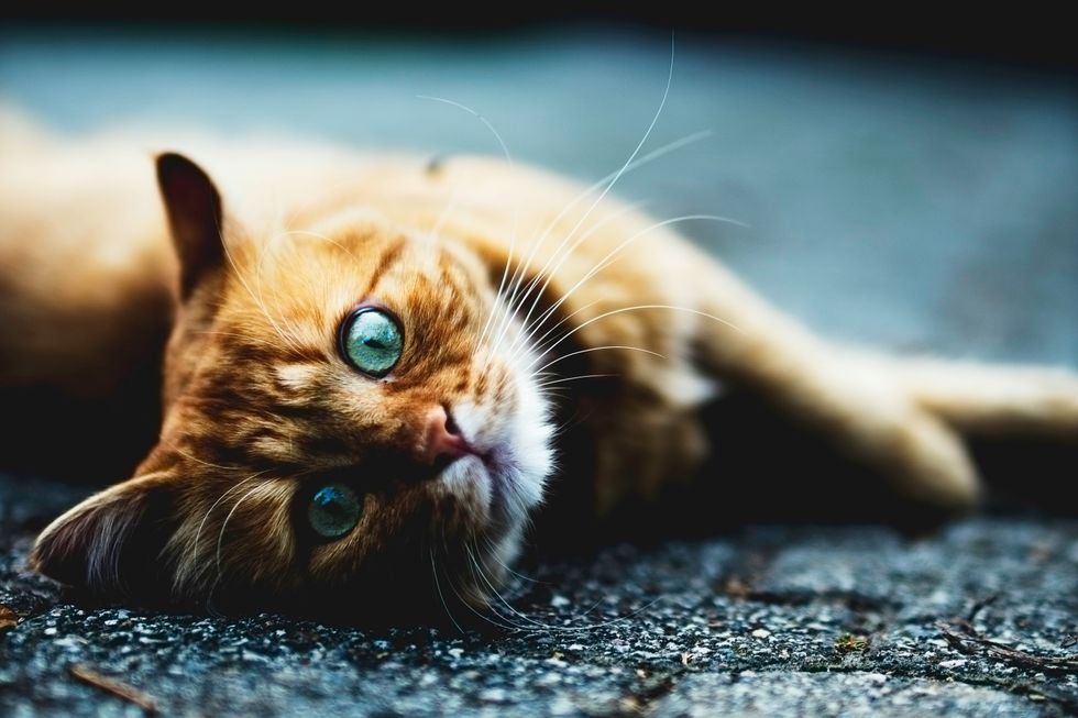 Brown cat lying on the ground