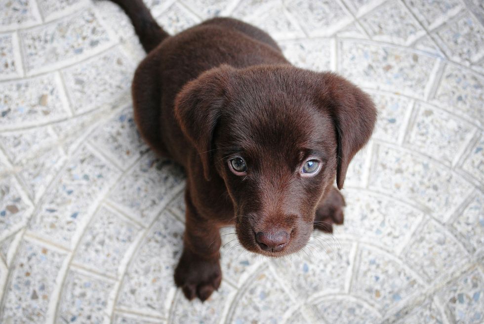 Short-haired brown puppy on a white floor