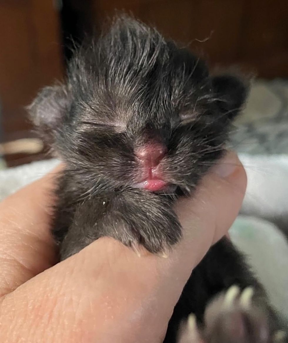 house panther tiny   kitten