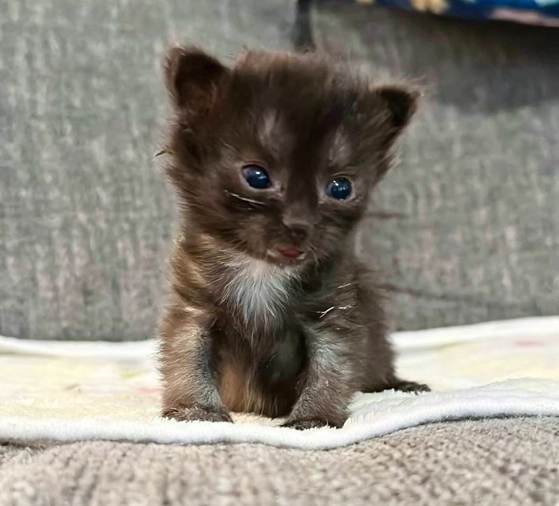 smokey kitten smile