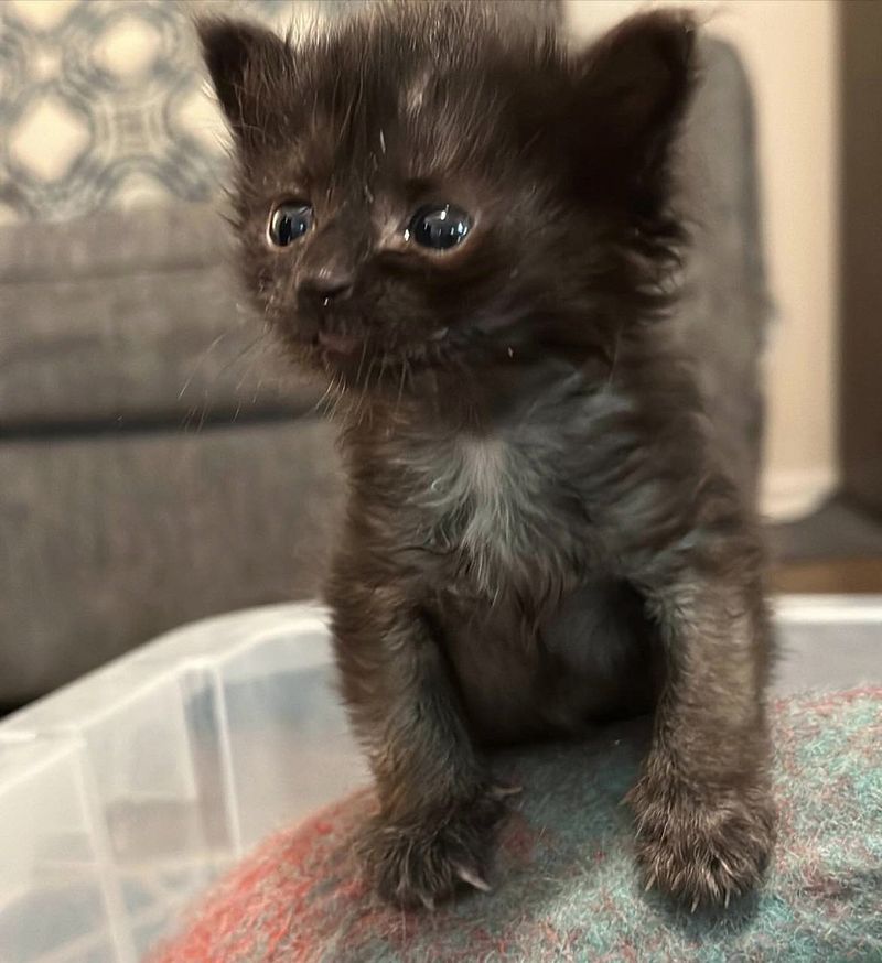 curious fluffy kitten