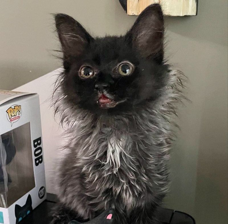 fluffy smiley kitten smokey coat