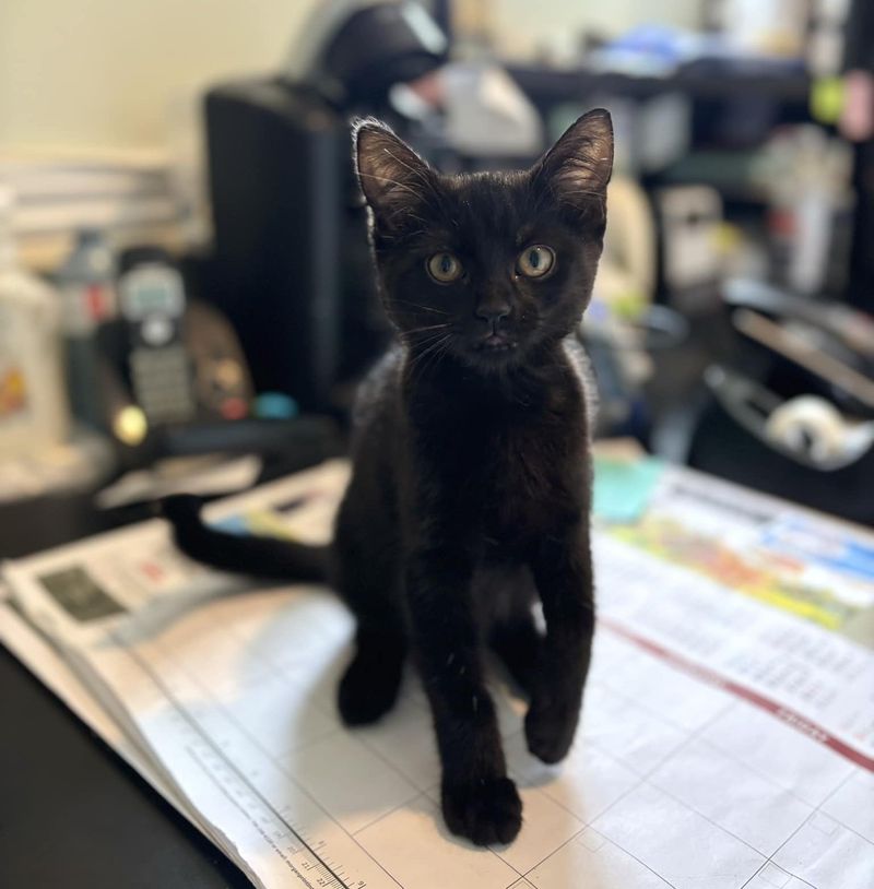 kitten office sweet helper