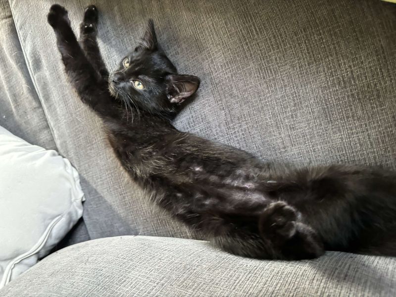 happy stretching kitten home