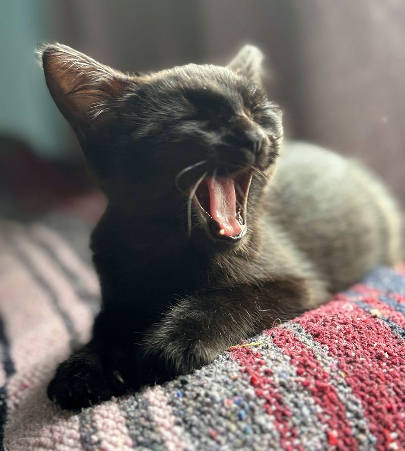 yawning sleepy kitten