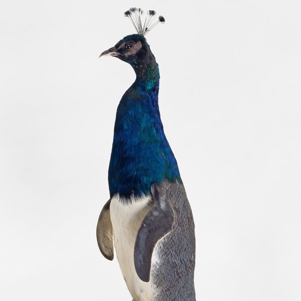 DIORAMA.Generazione Terra. Al MAN di Nuoro