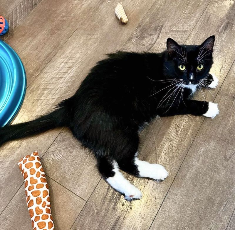 playful tuxedo cat