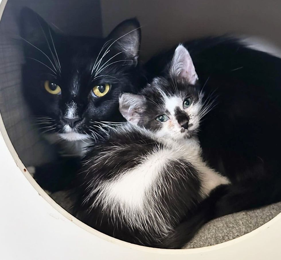 kitten tuxedo cat snuggly friends