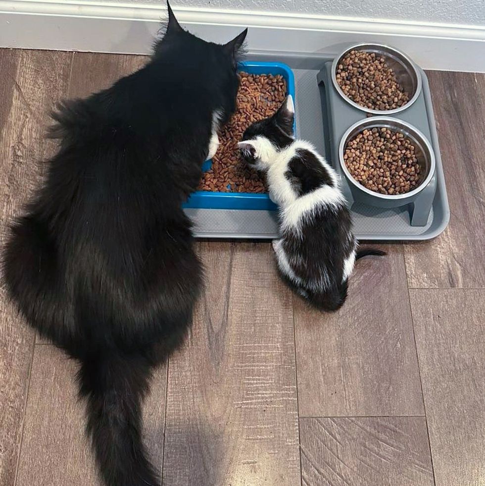 cat kitten eating together