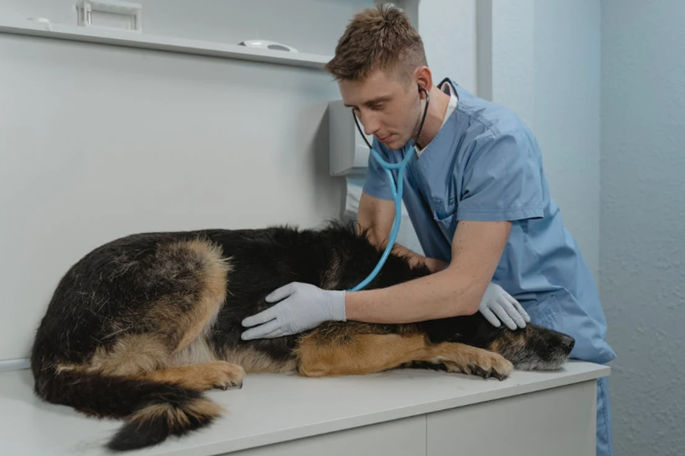 There's an underreported health crisis among veterinarians. 4 reasons why they need help.