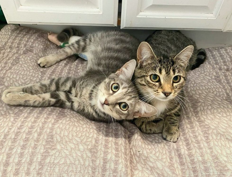 best friends tabby cats