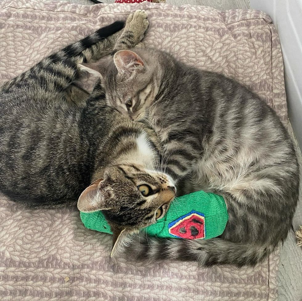 snuggly tabby cats, best friends cats