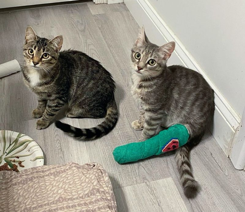 tabby cats leg cast