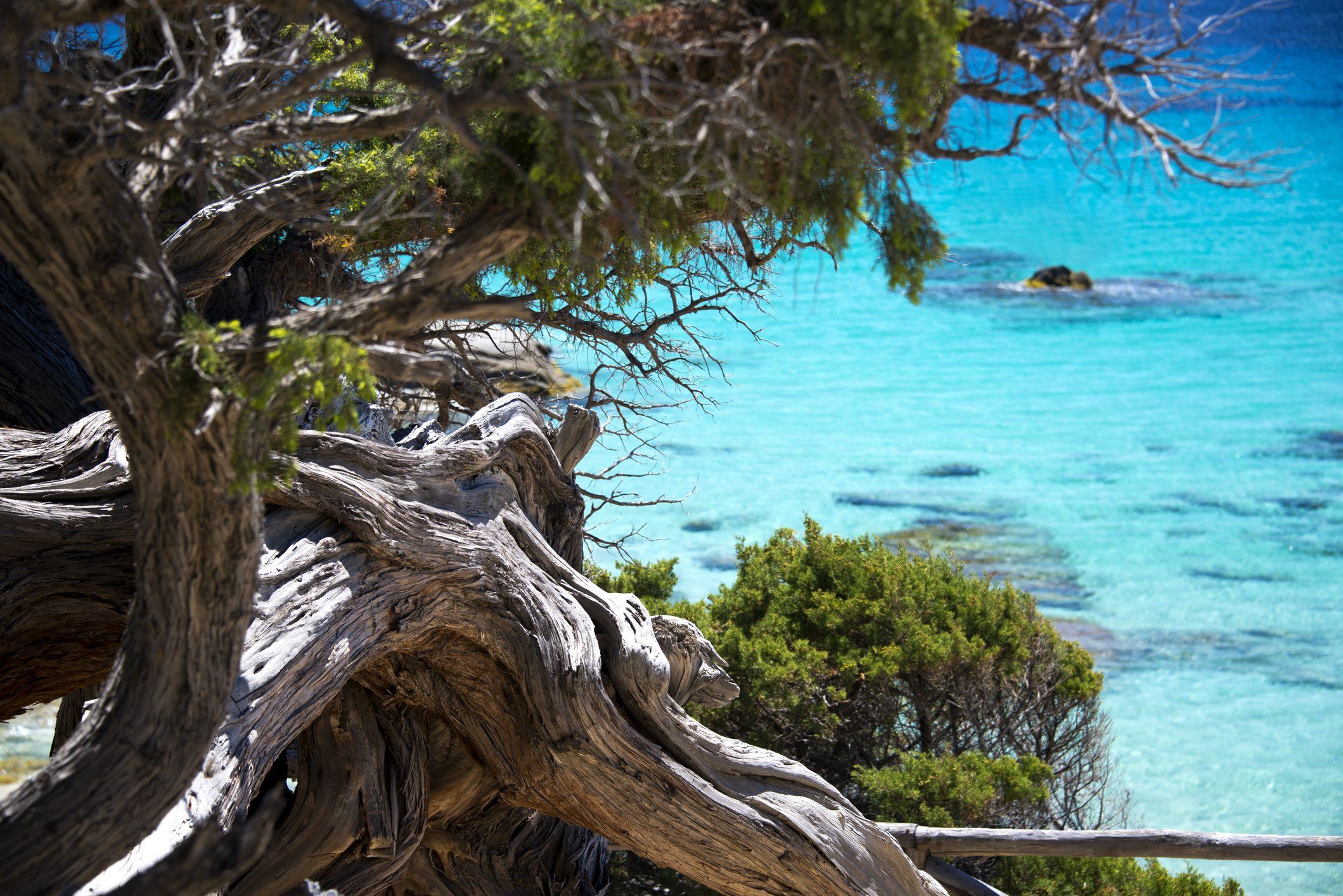 Quei giganti silenziosi che raccontano storie