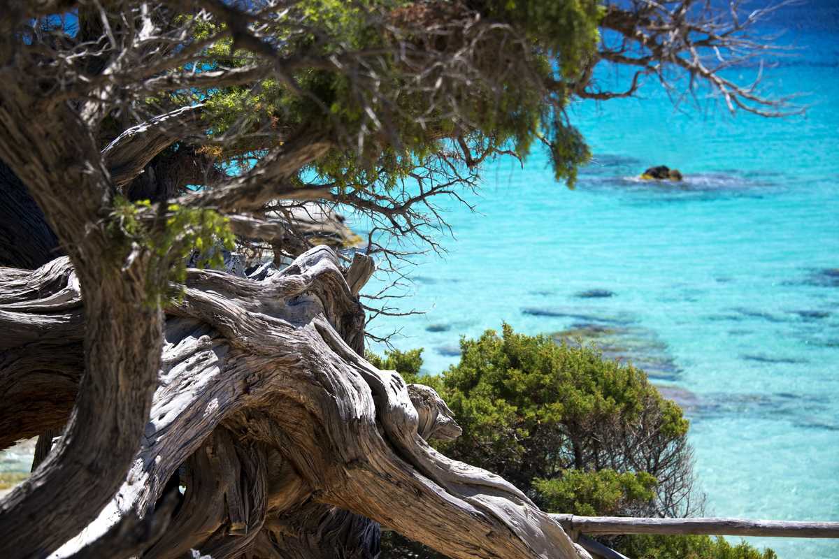 Quei giganti silenziosi che raccontano storie