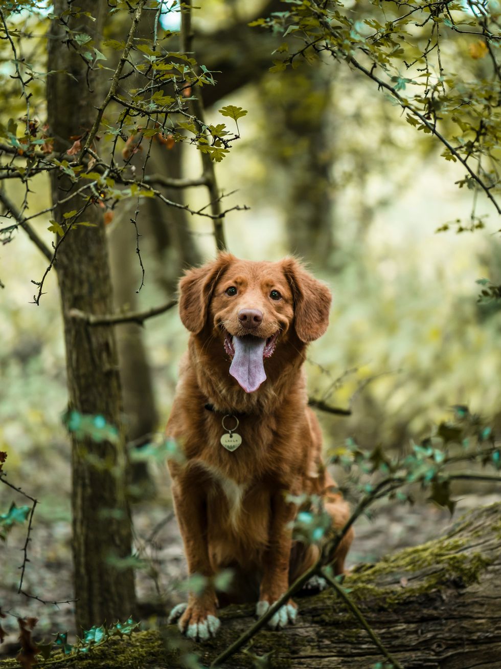 Couple buys new house and finds abandoned dog tied to a tree by the old homeowners