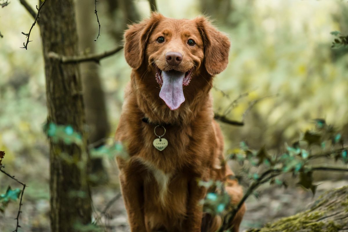 Couple buys new house and finds abandoned dog tied to a tree by the old homeowners
