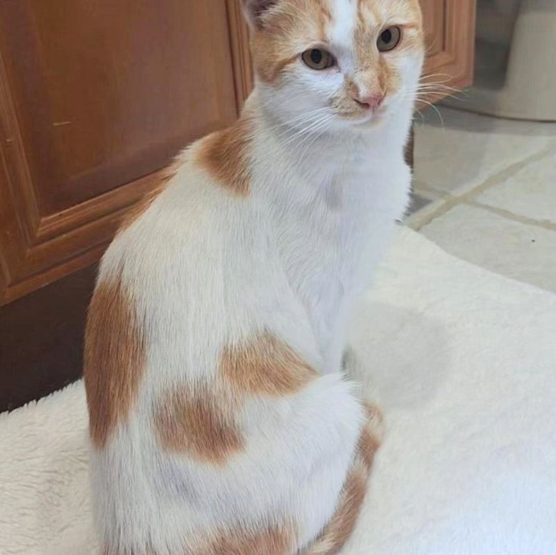 sweet cat toasted marshmallow