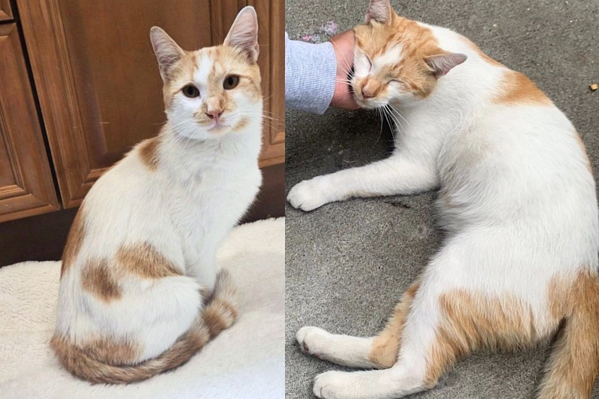 Cat Walks up to People for Food Then Sits at the Door, Letting Everyone Know He's Ready for New Chapter