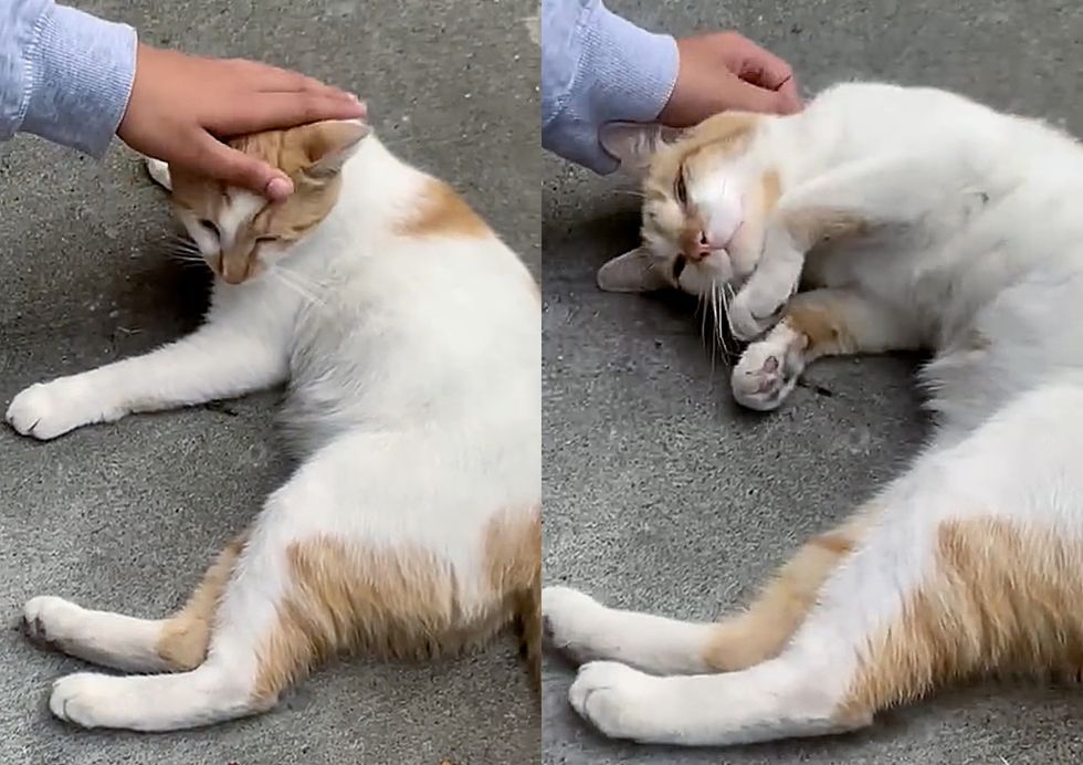 friendly stray cat snuggles