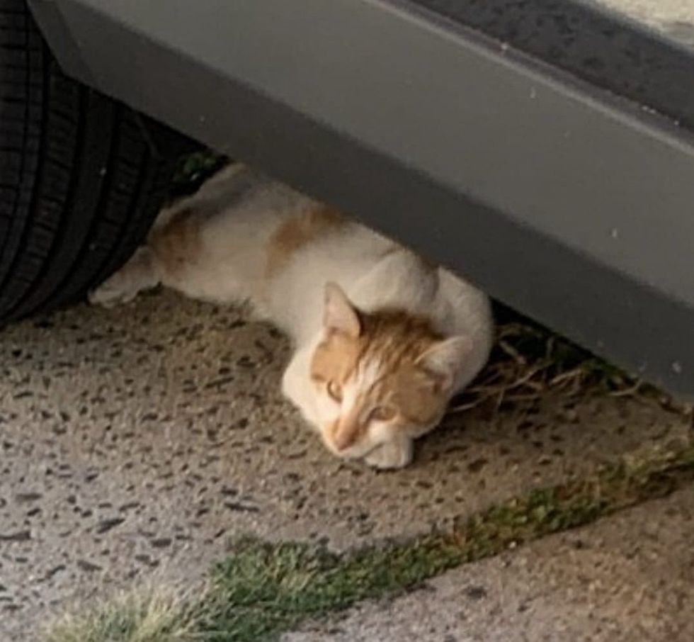 street cat orange white