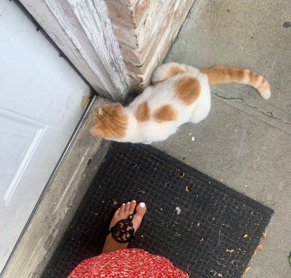 stray cat waiting door