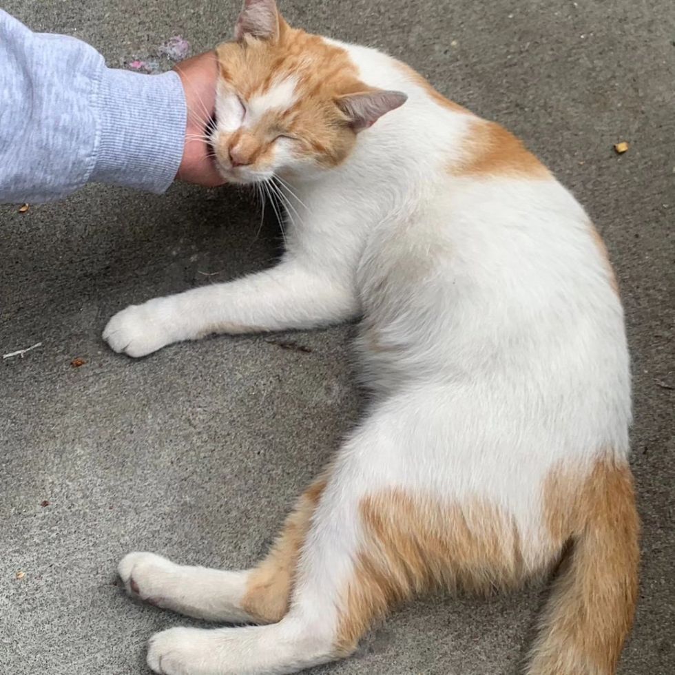 friendly cat snuggles pets