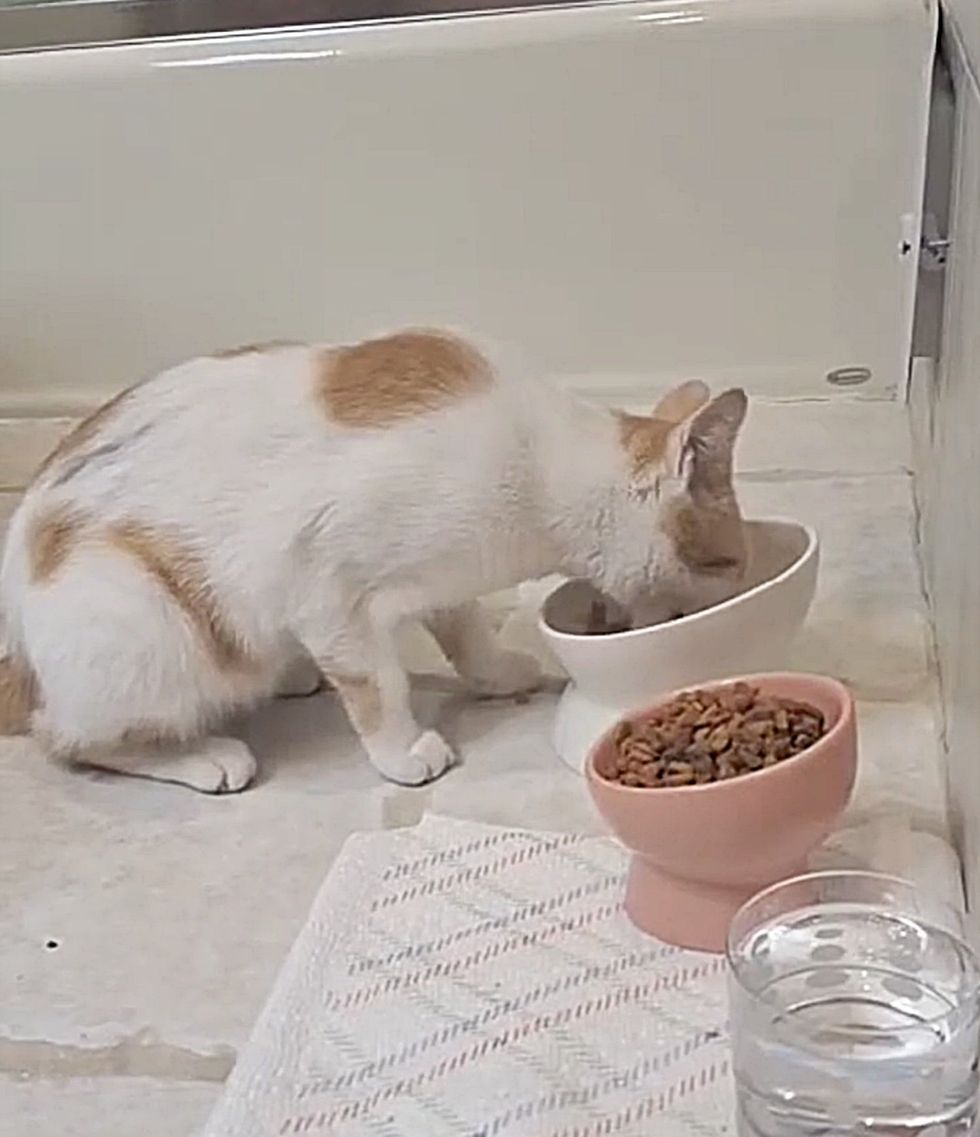 cat eating food