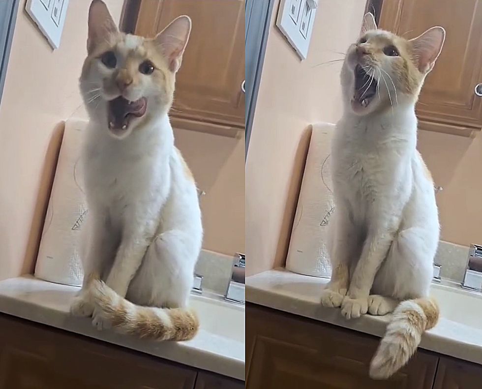 cat bathroom supervisor