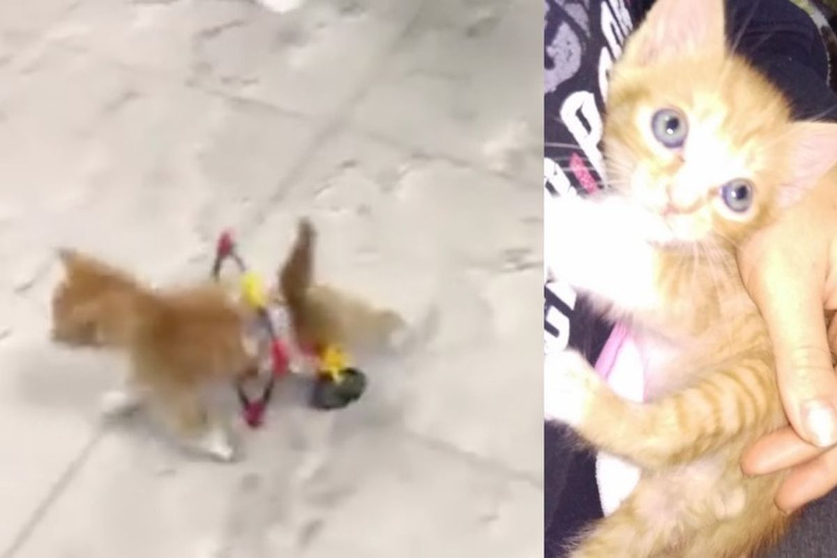 The Joy When Rescue Kitten Runs in His New Wheelchair