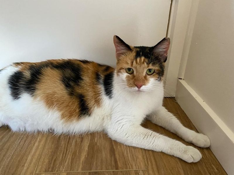 calico cat sweet