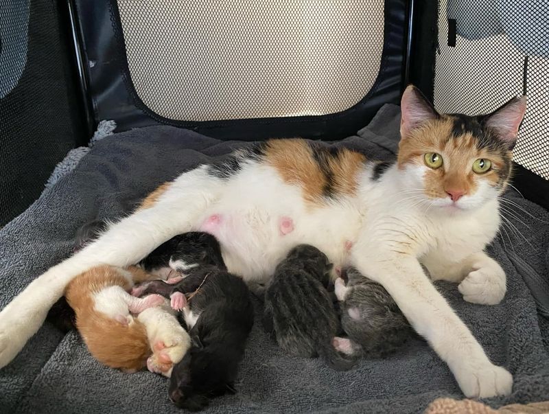 calico cat mom nursing kittens