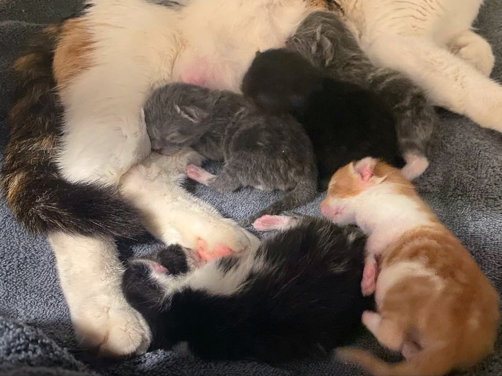 newborn sleeping kittens