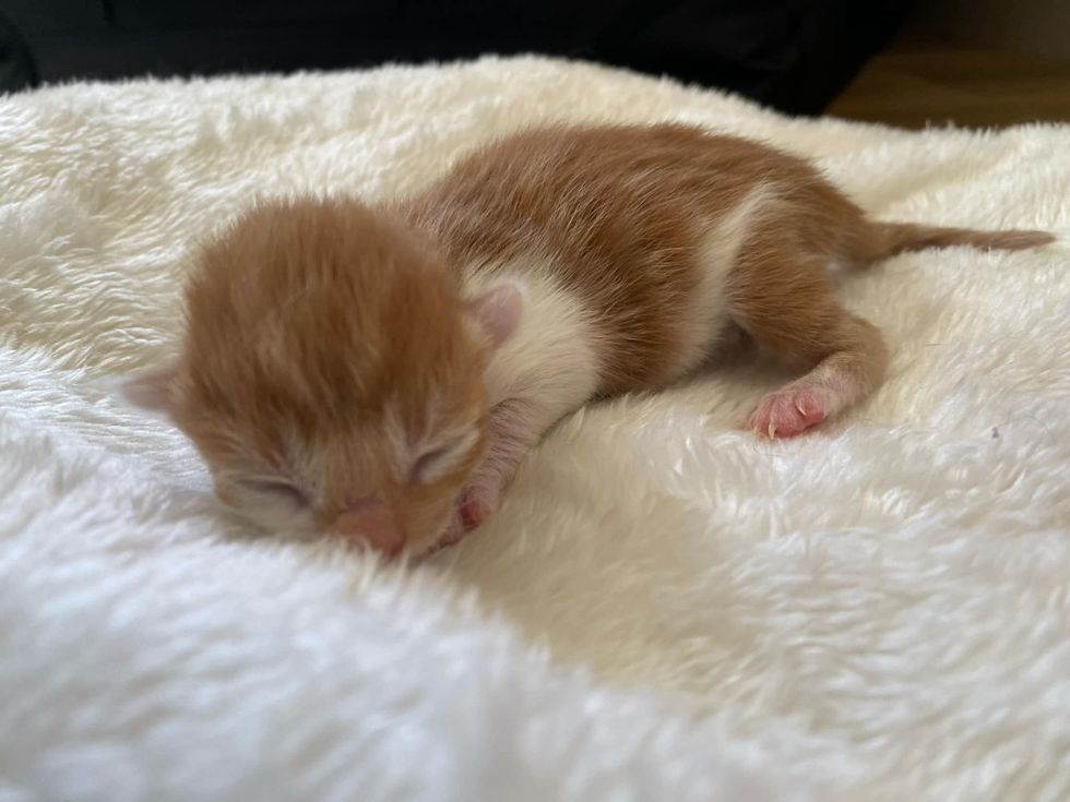 ginger newborn kitten