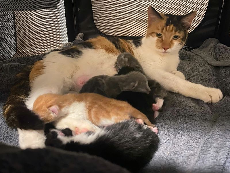 cat mom nursing kittens