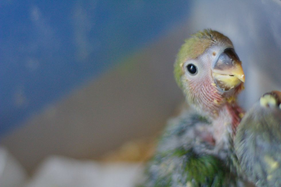 He rescued a baby parrot with birth defects. His reaction to its first steps is priceless.