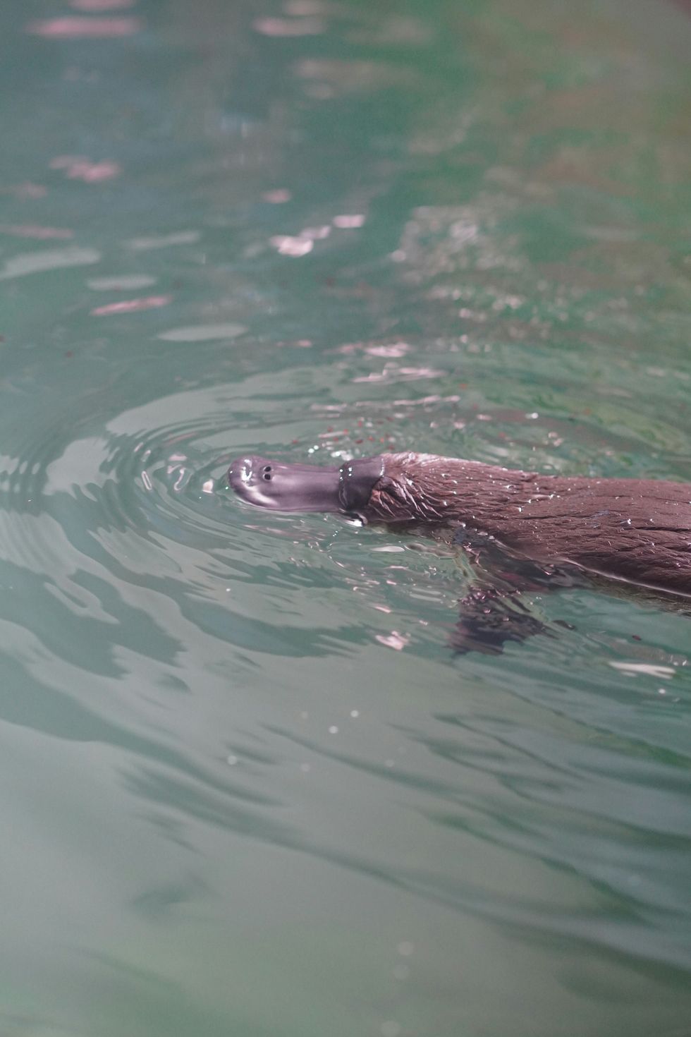 a platypus swimming in a body of water