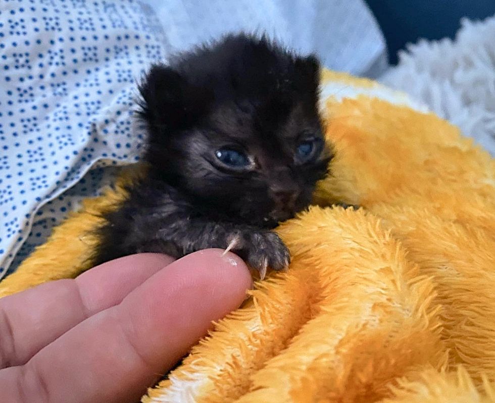 panther kitten tiny