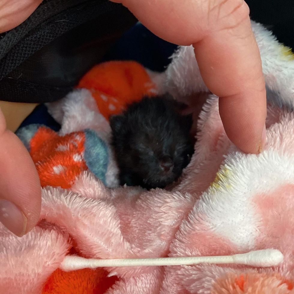 tiny house panther kitten