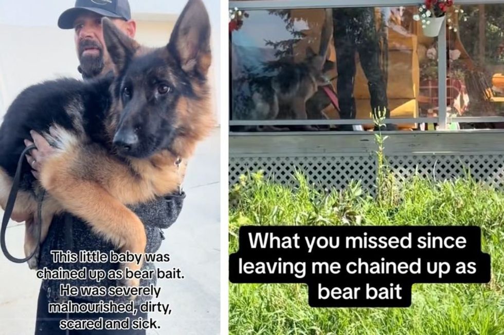 Couple who rescued German shepherd left as 'bear bait' have a message for its previous owners