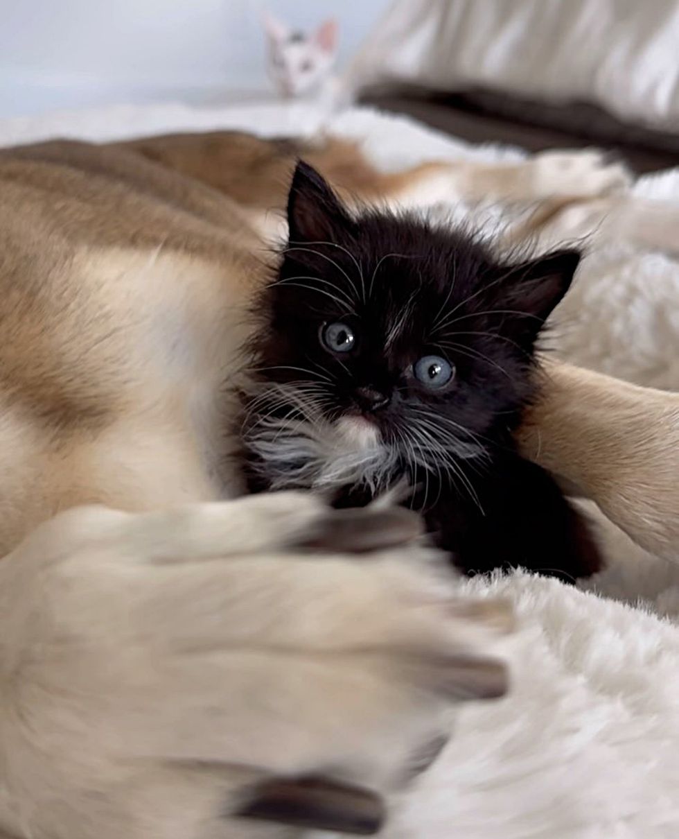 tuxedo cuddling dog