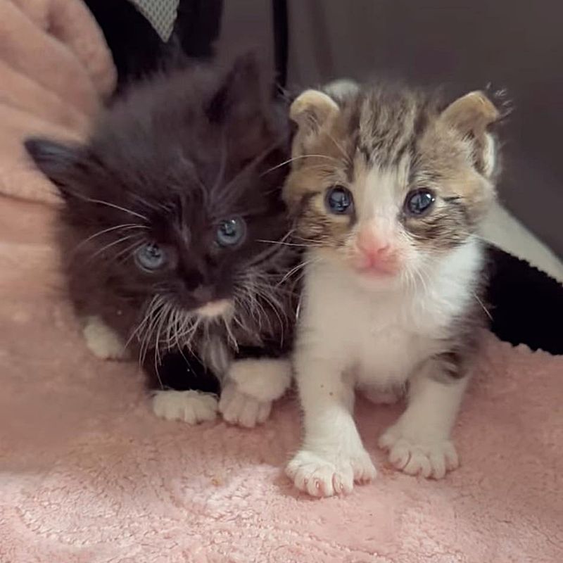 tuxedo tabby kittens friends